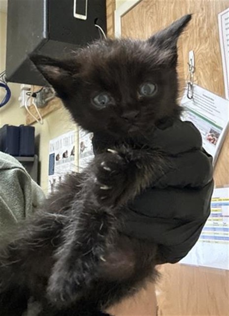 Shelter Stray Male Cat last seen RIO LINDA BLVD & PRICE CT, 2127 Front St, Sacramento, CA 95818, USA