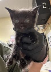 Shelter Stray Male Cat last seen RIO LINDA BLVD & PRICE CT, 2127 Front St, Sacramento, CA 95818, USA