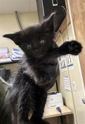 Shelter Stray Male Cat last seen RIO LINDA BLVD & PRICE CT, 2127 Front St, Sacramento, CA 95818, USA