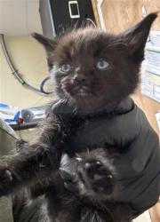 Shelter Stray Male Cat last seen RIO LINDA BLVD & PRICE CT, 2127 Front St, Sacramento, CA 95818, USA