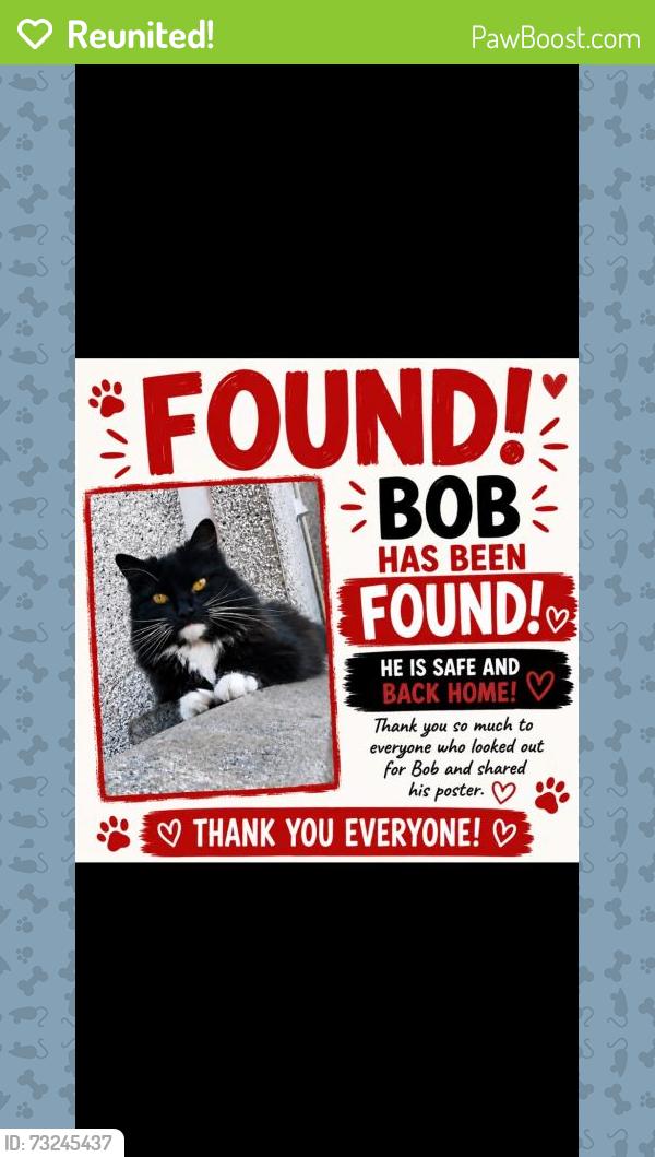 Reunited Male Cat last seen Alpha vets risca, Risca, Wales 