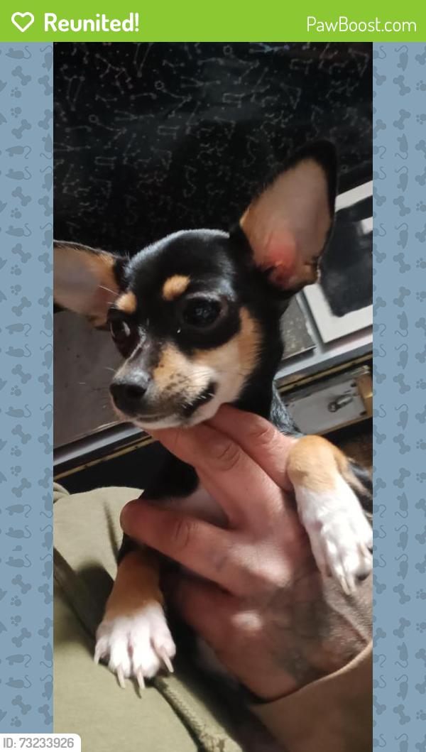 Reunited Female Dog last seen autozone on durfee and rush, South El Monte, CA 91733