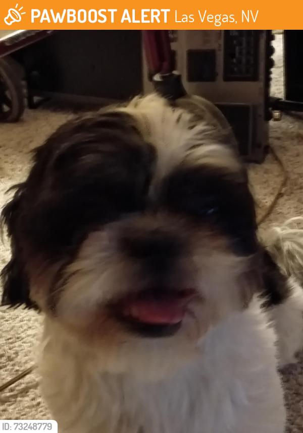Found/Stray Male Dog last seen Sunrise 🌅 hosp, Las Vegas, NV 89104
