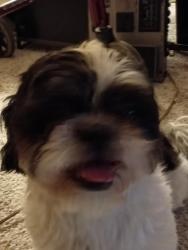 Found/Stray Male Dog last seen Sunrise 🌅 hosp, Las Vegas, NV 89104