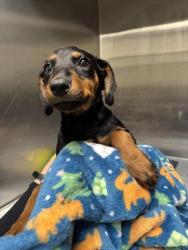 Shelter Stray Female Dog last seen , 1850 W 60th St, Los Angeles, CA 90047, USA