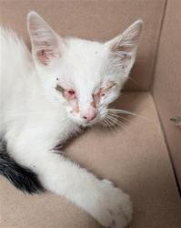 Shelter Stray Male Cat last seen Near BLOCK E BELLE TERRACE, BAKERSFIELD CA 93307, 3951 Fruitvale Ave, Bakersfield, CA 93308, USA
