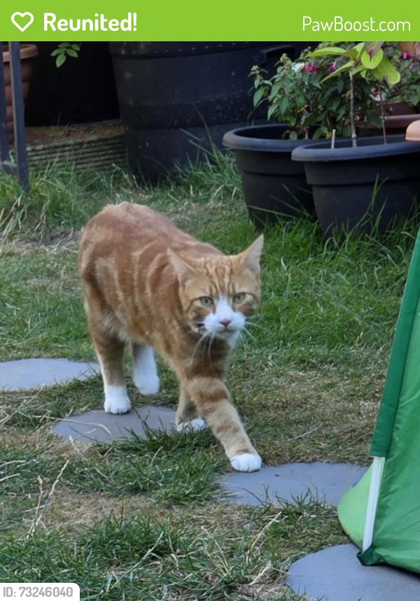 Reunited Male Cat last seen Arabella Street, Donald Street, Moy Road, Dalcross Street, Cardiff, Wales CF24 4TB