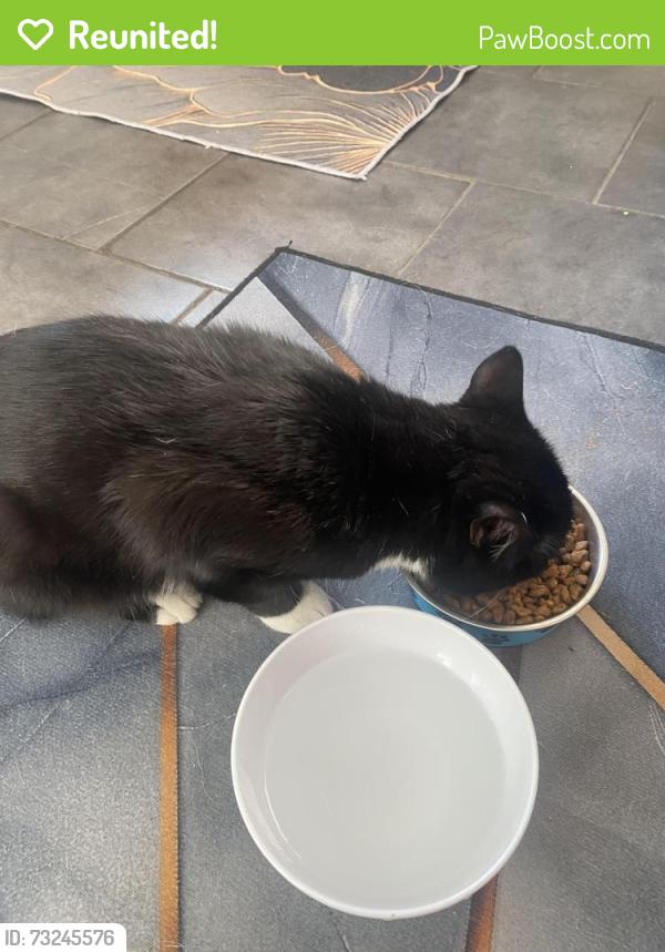 Reunited Male Cat last seen Ince Avenue, Litherland, England L21 6NL