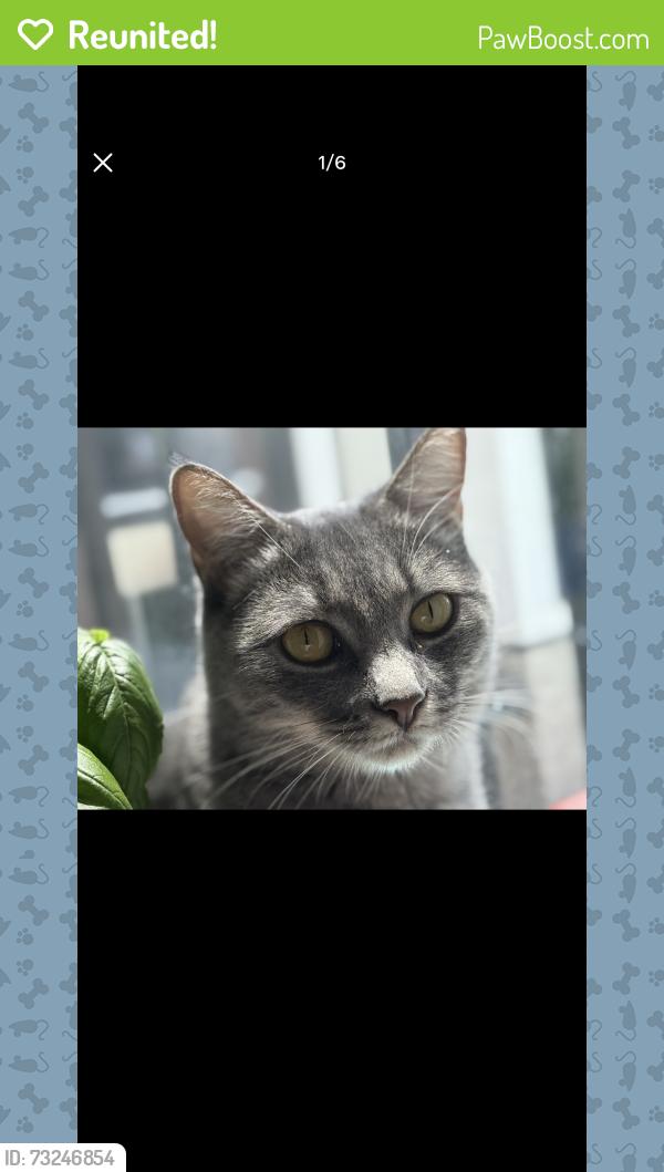 Reunited Female Cat last seen E38th and Excelsior, Oakland, CA 94602