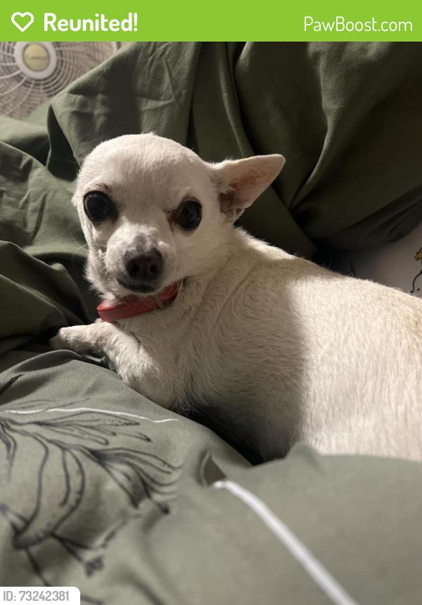 Reunited Female Dog last seen kelly way canutillo, Canutillo, TX 79835