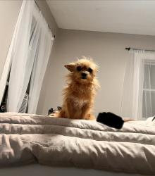Lost Female Dog last seen Near North Burgess Ave, Columbus, OH 43204