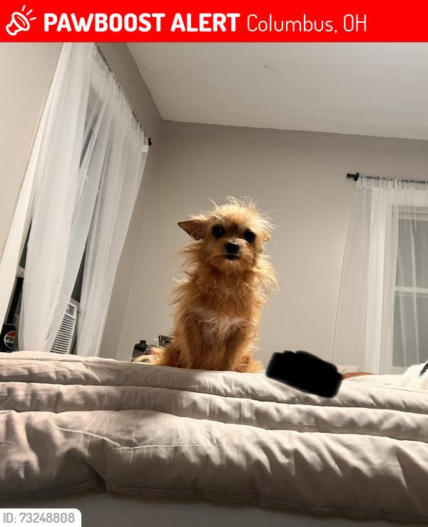 Lost Female Dog last seen Near North Burgess Ave, Columbus, OH 43204