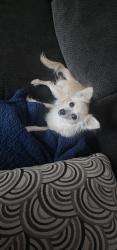 Lost Female Dog last seen Near S Marvin Dr, San Bernardino, CA 92401