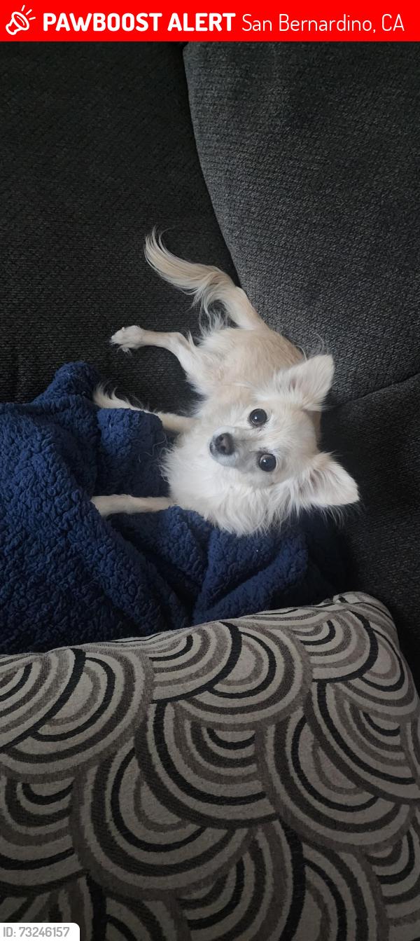Lost Female Dog last seen Near S Marvin Dr, San Bernardino, CA 92401