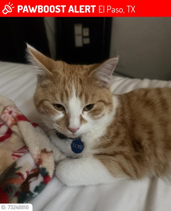 Lost Male Cat last seen Lakehurst, El Paso, TX 79912