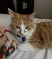 Lost Male Cat last seen Lakehurst, El Paso, TX 79912