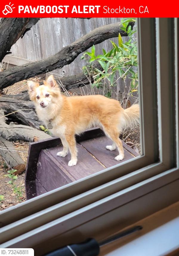 Lost Female Dog last seen Franco Center/ St Mary's Church, Stockton, CA 95202