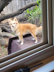 Lost Female Dog last seen Franco Center/ St Mary's Church, Stockton, CA 95202