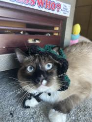 Lost Male Cat last seen Avocado hill way and Colima Rd, Hacienda Heights, CA 91745