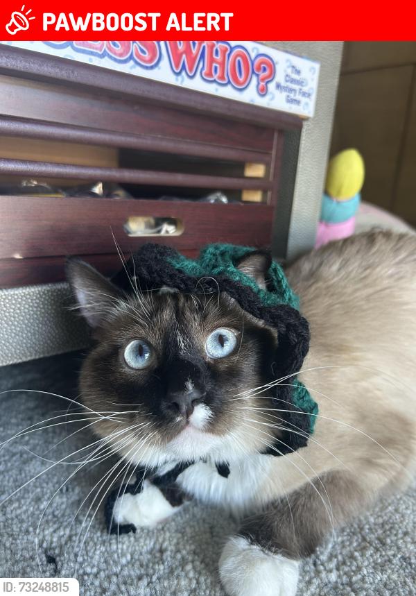 Lost Male Cat last seen Avocado hill way and Colima Rd, Hacienda Heights, CA 91745