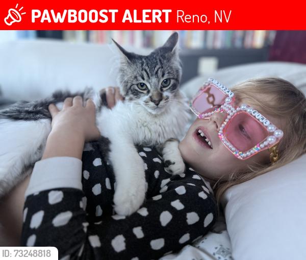 Lost Male Cat last seen fawn lane & mt rose highway, Reno, NV 89511