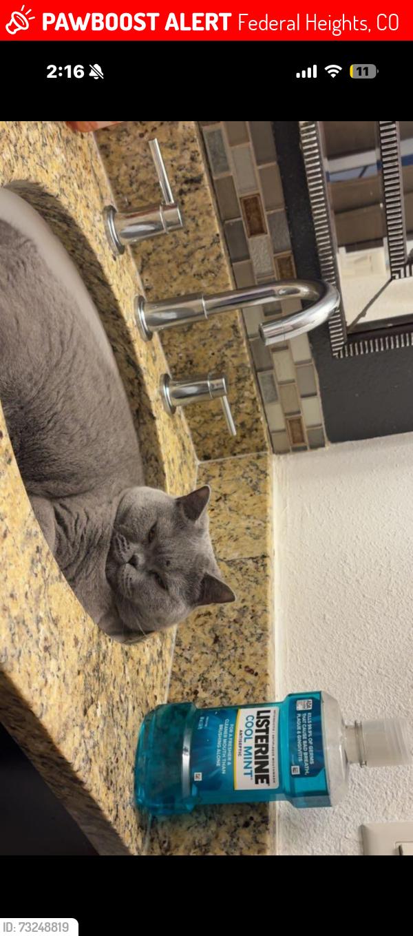 Lost Male Cat last seen Redwood ests neighborhood, Federal Heights, CO 80260