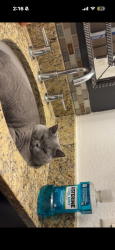 Lost Male Cat last seen Redwood ests neighborhood, Federal Heights, CO 80260