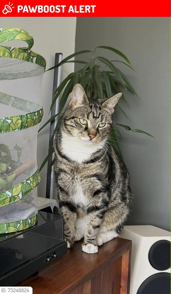 Lost Male Cat last seen Moorland road, Woodsmoor, England 