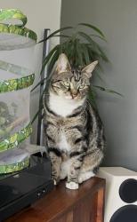 Lost Male Cat last seen Moorland road, Woodsmoor, England 