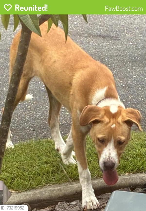 Reunited Male Dog last seen Old Rock Quarry Rd., Princeton, NC 27569