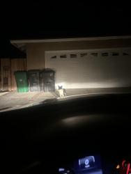 Found/Stray Unknown Dog last seen R12 & 5th st E, Palmdale, CA 93350
