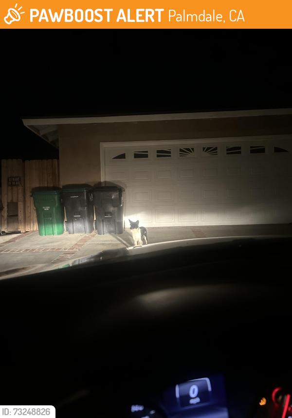 Found/Stray Unknown Dog last seen R12 & 5th st E, Palmdale, CA 93350