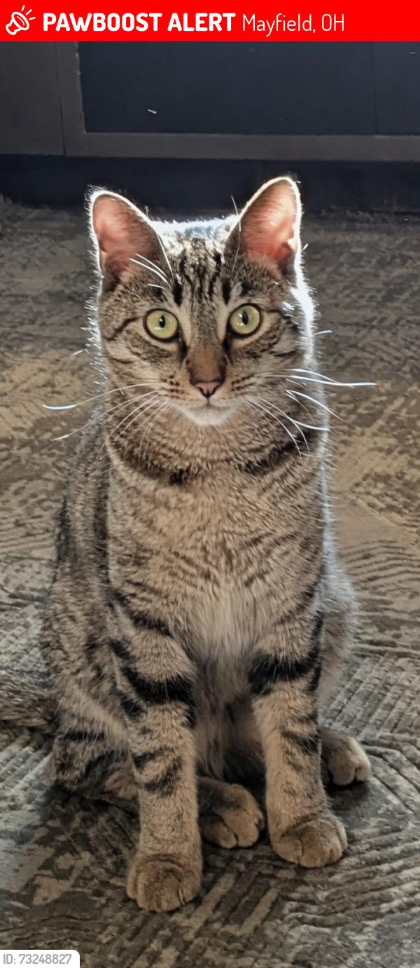 Lost Male Cat last seen Mayfield high School, Mayfield, OH 44143