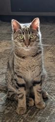 Lost Male Cat last seen Mayfield high School, Mayfield, OH 44143