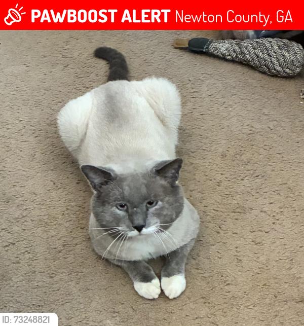 Lost Male Cat last seen Moss Road and Andrew Road, Newton County, GA 30016