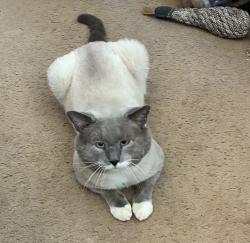 Lost Male Cat last seen Moss Road and Andrew Road, Newton County, GA 30016