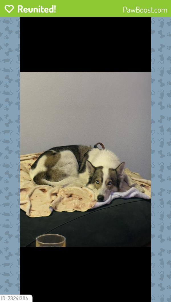 Reunited Male Dog last seen Vermont and Washington, Los Angeles, CA 90007