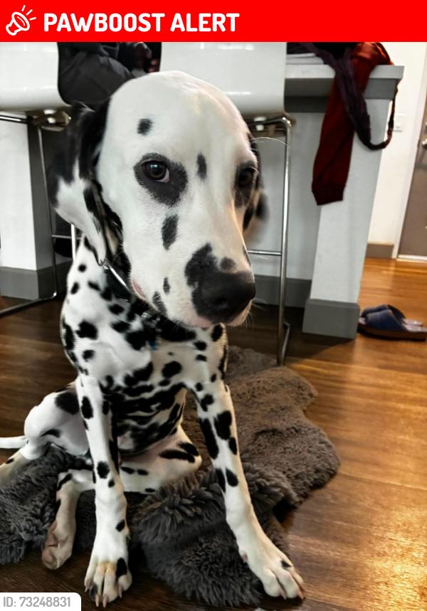 Lost Male Dog last seen Maverick gas station on Barnes Rd., Colorado Springs, CO 80922