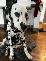 Lost Male Dog last seen Maverick gas station on Barnes Rd., Colorado Springs, CO 80922