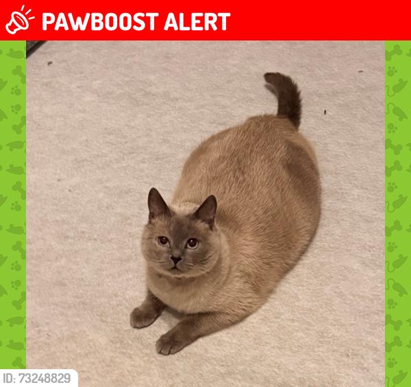 Lost Female Cat last seen Newhall Road, West Midlands, England CV2 1AY