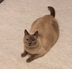 Lost Female Cat last seen Newhall Road, West Midlands, England CV2 1AY