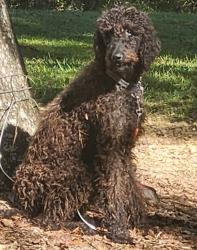 Reunited Male Dog last seen Springer Drive, Port Richey, FL 34668