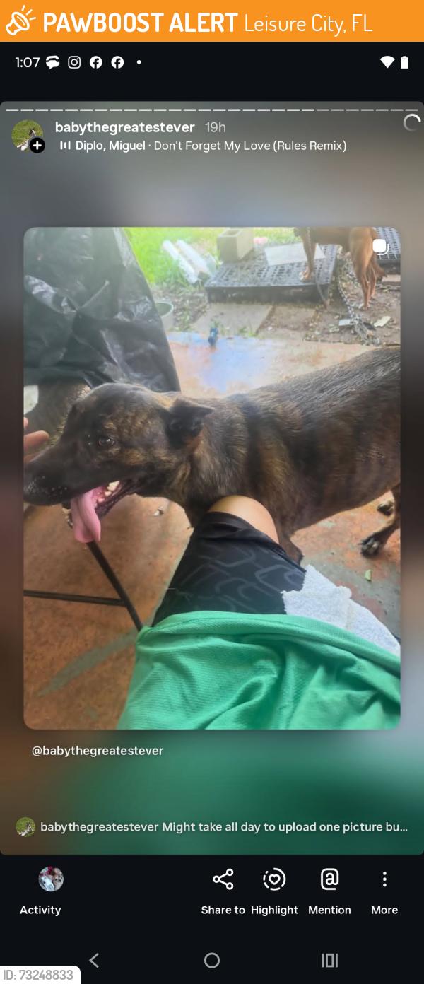 Found/Stray Female Dog last seen 288st 152nd ave, Leisure City, FL 33033