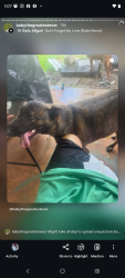 Found/Stray Female Dog last seen 288st 152nd ave, Leisure City, FL 33033