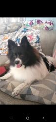 Lost Male Dog last seen 30th ave n 38th street, St. Petersburg, FL 33713