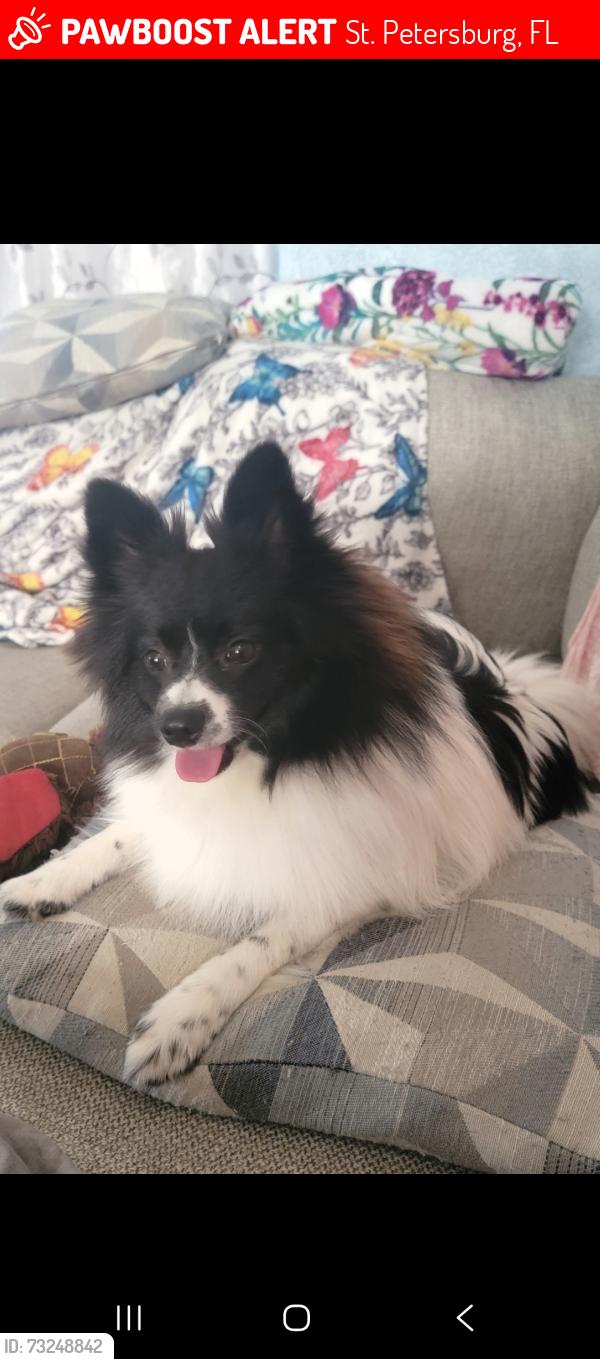 Lost Male Dog last seen 30th ave n 38th street, St. Petersburg, FL 33713