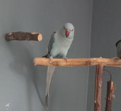 Lost Male Bird last seen Lincoln sunkist, Anaheim, CA 92806