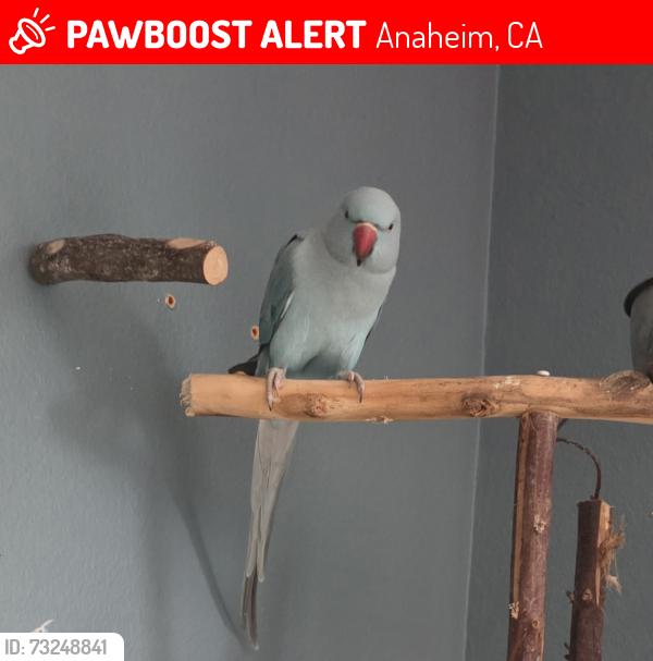Lost Male Bird last seen Lincoln sunkist, Anaheim, CA 92806