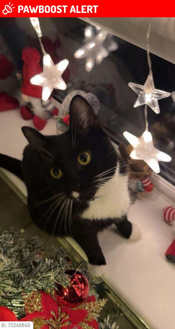 Lost Female Cat last seen G69 0pp, Moodiesburn, Scotland 