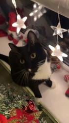 Lost Female Cat last seen G69 0pp, Moodiesburn, Scotland 